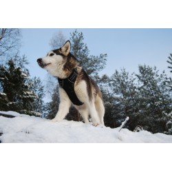 Truelove Country Training Hundsele - TLH5651