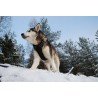 Truelove Country Training Hundsele - TLH5651