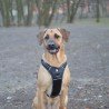 Truelove Forest No Pull Hundsele - TLH5551