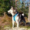 Truelove Forest No Pull Hundsele - TLH5551