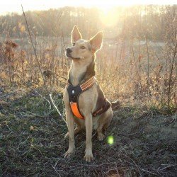 Truelove Forest No Pull Hundsele - TLH5551