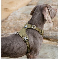 Truelove Colorado Training Hundsele - TLH6281