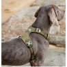 Truelove Colorado Training Hundsele - TLH6281