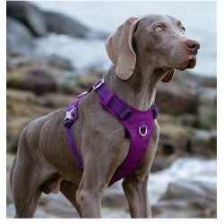 Truelove Colorado Training Hundsele - TLH6281