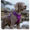 Truelove Colorado Training Hundsele - TLH6281