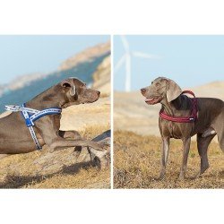Truelove Alaska + Harness