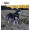 Truelove Hunting Hundsele - TLH5951
