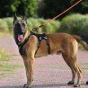 Truelove Manley hundsele - TLH7011