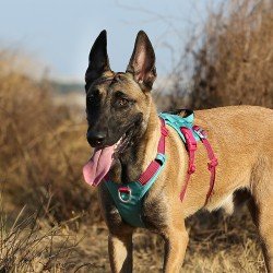 Truelove Manley hundsele - TLH7011