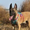 Truelove Manley hundsele - TLH7011
